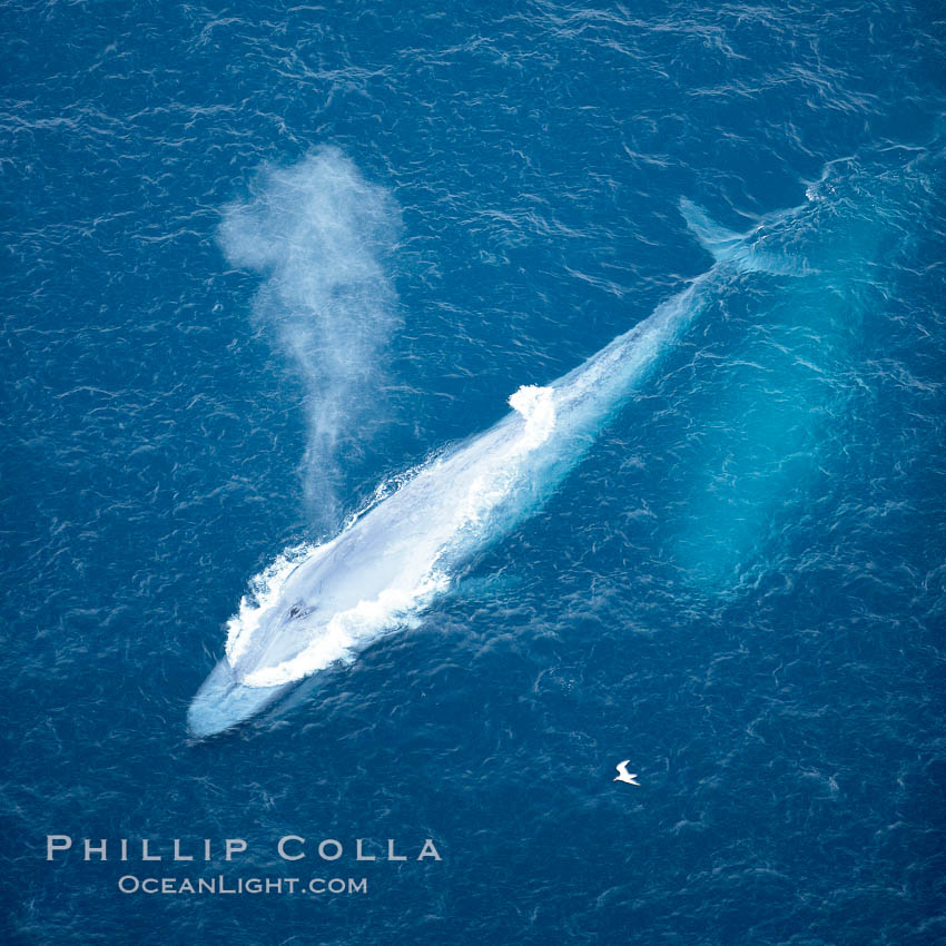 Blue whale, exhaling in a huge blow as it swims at the surface between deep dives.  The blue whale's blow is a combination of water spray from around its blowhole and condensation from its warm breath. La Jolla, California, USA, Balaenoptera musculus, natural history stock photograph, photo id 21276