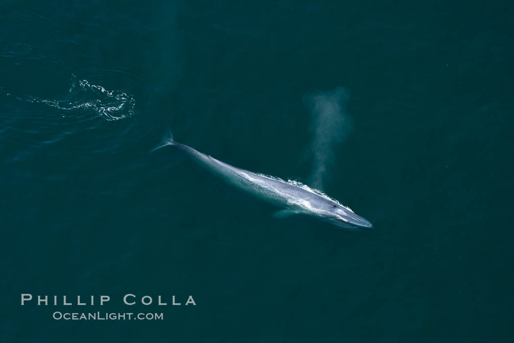 Blue whale, exhaling as it surfaces from a dive, aerial photo.  The blue whale is the largest animal ever to have lived on Earth, exceeding 100' in length and 200 tons in weight. Redondo Beach, California, USA, Balaenoptera musculus, natural history stock photograph, photo id 25976