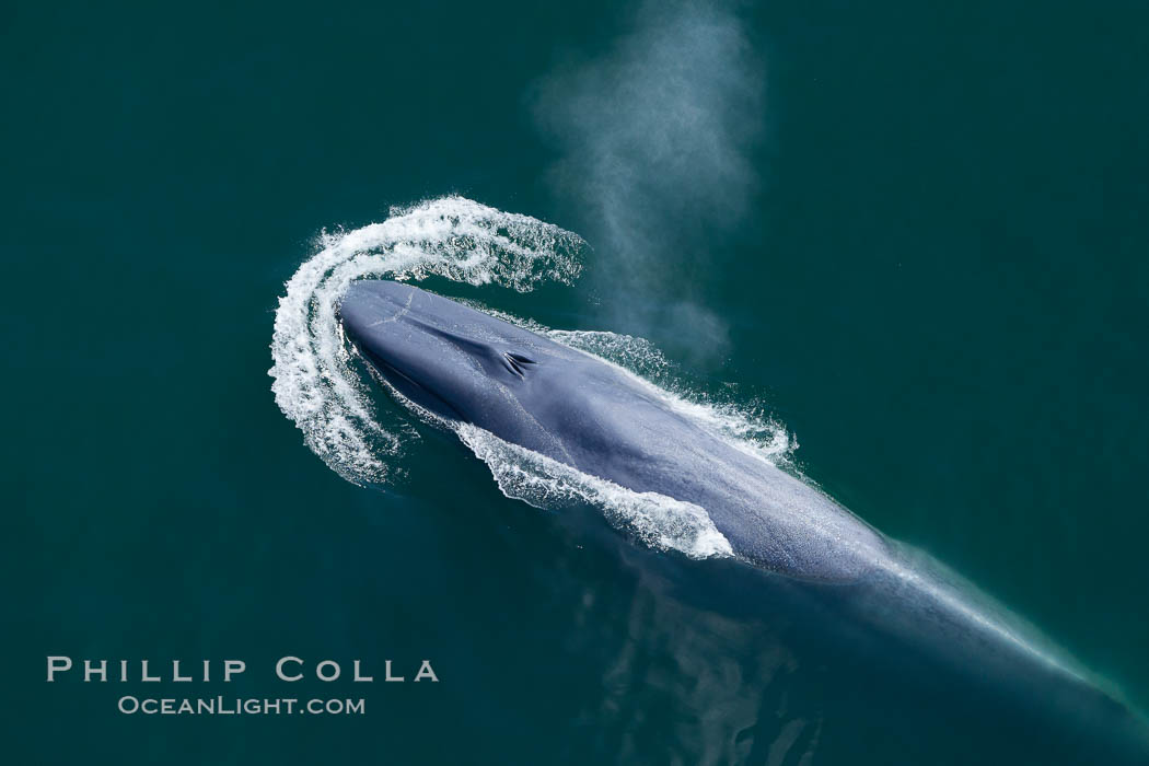 Blue whale, exhaling as it surfaces from a dive, aerial photo.  The blue whale is the largest animal ever to have lived on Earth, exceeding 100' in length and 200 tons in weight. Redondo Beach, California, USA, Balaenoptera musculus, natural history stock photograph, photo id 25967
