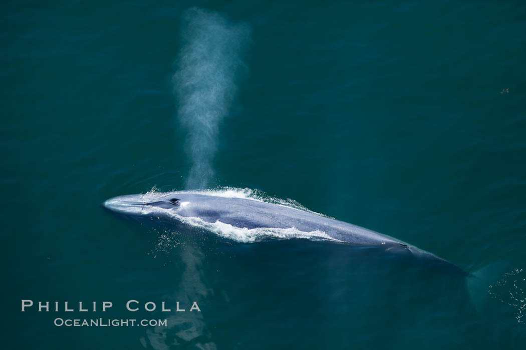 Blue whale, exhaling as it surfaces from a dive, aerial photo.  The blue whale is the largest animal ever to have lived on Earth, exceeding 100' in length and 200 tons in weight. Redondo Beach, California, USA, Balaenoptera musculus, natural history stock photograph, photo id 25971