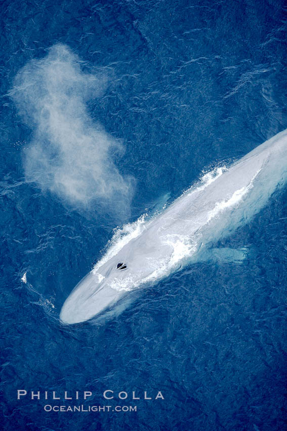 Blue whale, exhaling in a huge blow as it swims at the surface between deep dives.  The blue whale's blow is a combination of water spray from around its blowhole and condensation from its warm breath. La Jolla, California, USA, Balaenoptera musculus, natural history stock photograph, photo id 21253