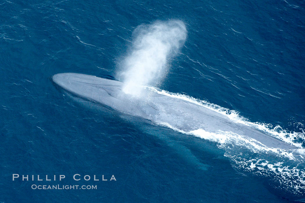 Blue whale, exhaling in a huge blow as it swims at the surface between deep dives.  The blue whale's blow is a combination of water spray from around its blowhole and condensation from its warm breath. La Jolla, California, USA, Balaenoptera musculus, natural history stock photograph, photo id 21269