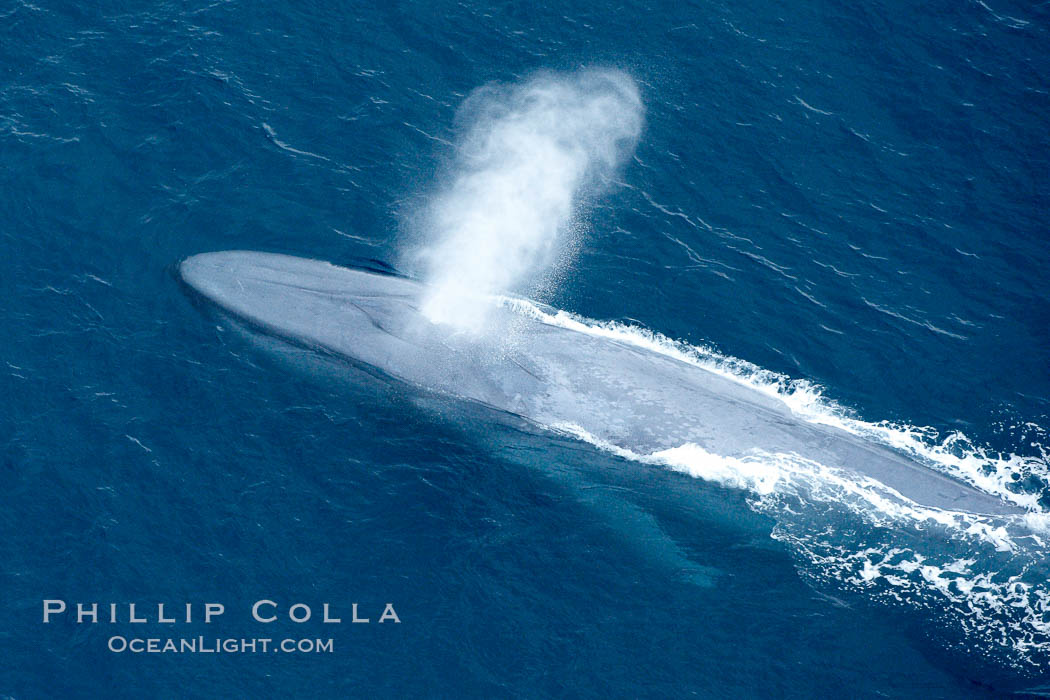Blue whale, exhaling in a huge blow as it swims at the surface between deep dives.  The blue whale's blow is a combination of water spray from around its blowhole and condensation from its warm breath. La Jolla, California, USA, Balaenoptera musculus, natural history stock photograph, photo id 21269
