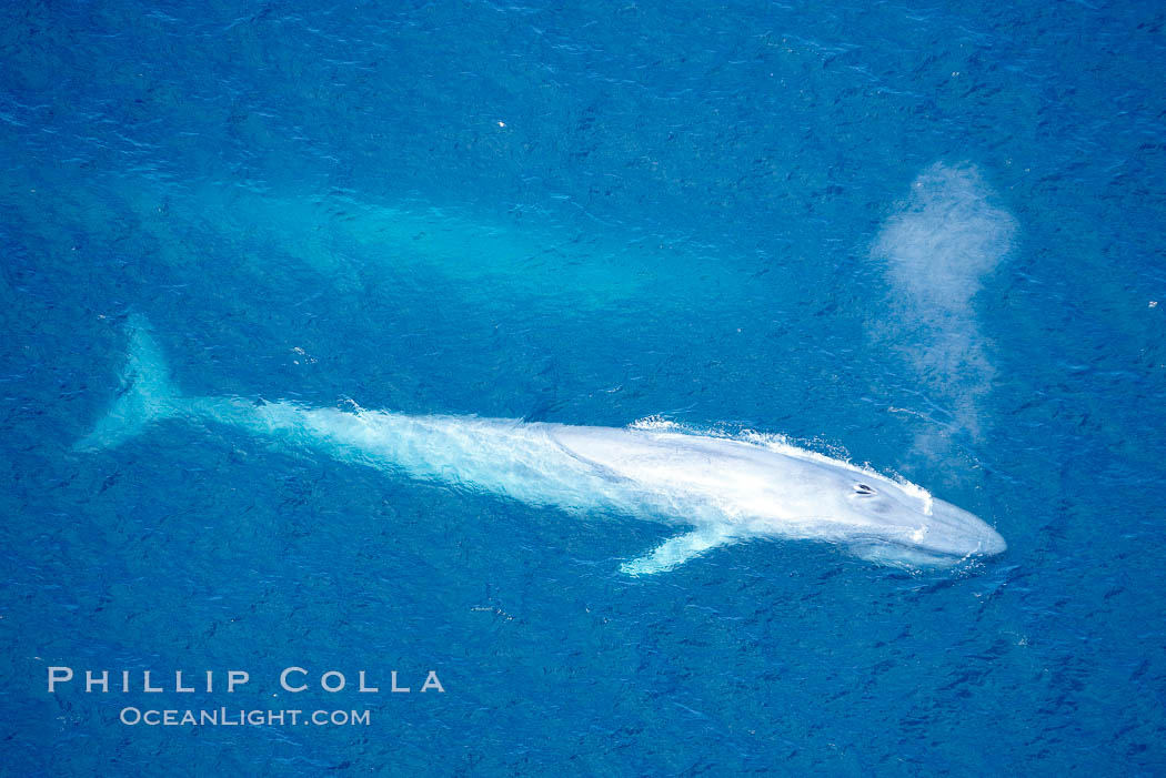 Blue whale, exhaling in a huge blow as it swims at the surface between deep dives.  The blue whale's blow is a combination of water spray from around its blowhole and condensation from its warm breath. La Jolla, California, USA, Balaenoptera musculus, natural history stock photograph, photo id 21293