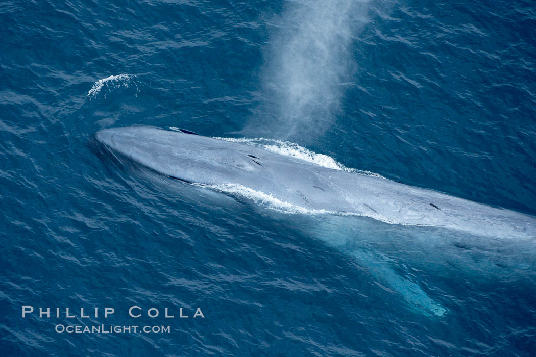 Blue whale, exhaling in a huge blow as it swims at the surface between deep dives.  The blue whale's blow is a combination of water spray from around its blowhole and condensation from its warm breath. La Jolla, California, USA, Balaenoptera musculus, natural history stock photograph, photo id 21297
