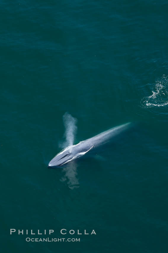 Blue whale, exhaling as it surfaces from a dive, aerial photo.  The blue whale is the largest animal ever to have lived on Earth, exceeding 100' in length and 200 tons in weight. Redondo Beach, California, USA, Balaenoptera musculus, natural history stock photograph, photo id 25969