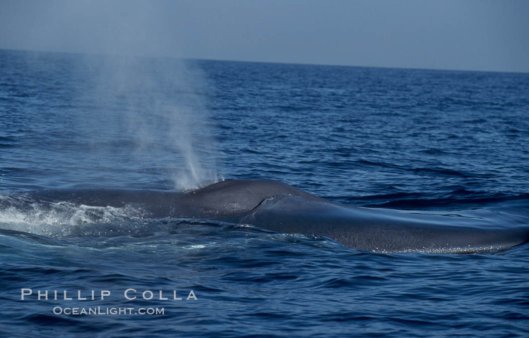 A blue whale blows (spouts) just as it surfaces after spending time at depth in search of food.  Open ocean offshore of San Diego. California, USA, Balaenoptera musculus, natural history stock photograph, photo id 07570