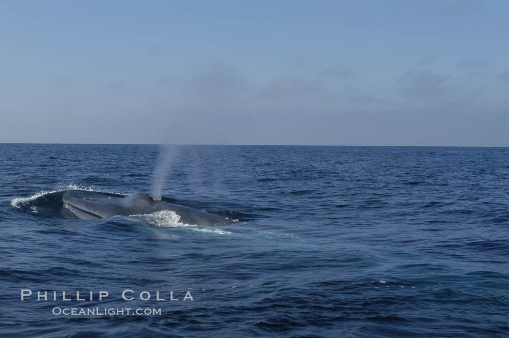 A blue whale blows (spouts) just as it surfaces after spending time at depth in search of food.  Open ocean offshore of San Diego. California, USA, Balaenoptera musculus, natural history stock photograph, photo id 07540