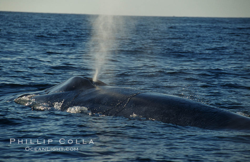 A blue whale blows (spouts) just as it surfaces after spending time at depth in search of food.  Open ocean offshore of San Diego. California, USA, Balaenoptera musculus, natural history stock photograph, photo id 07560