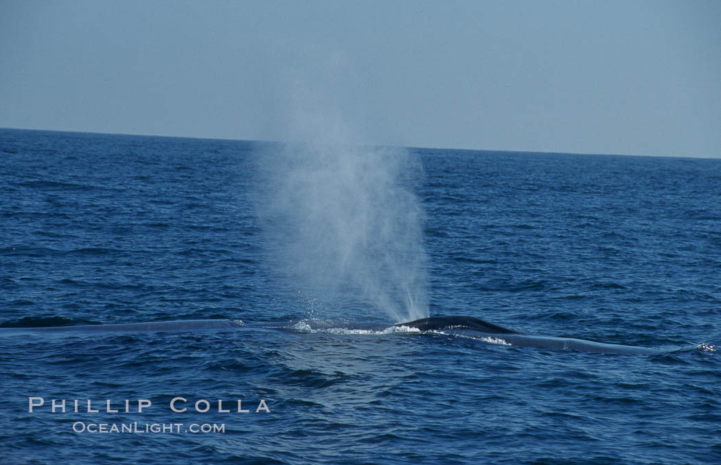 A blue whale blows (spouts) just as it surfaces after spending time at depth in search of food.  Open ocean offshore of San Diego. California, USA, Balaenoptera musculus, natural history stock photograph, photo id 07564