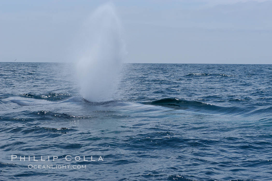 A blue whale blows (exhales, spouts) as it rests at the surface between dives.  A blue whales blow can reach 30 feet in the air and can be heard for miles.  The blue whale is the largest animal on earth, reaching 80 feet in length and weighing as much as 300,000 pounds.  North Coronado Island in the background. Coronado Islands (Islas Coronado), Baja California, Mexico, Balaenoptera musculus, natural history stock photograph, photo id 09520