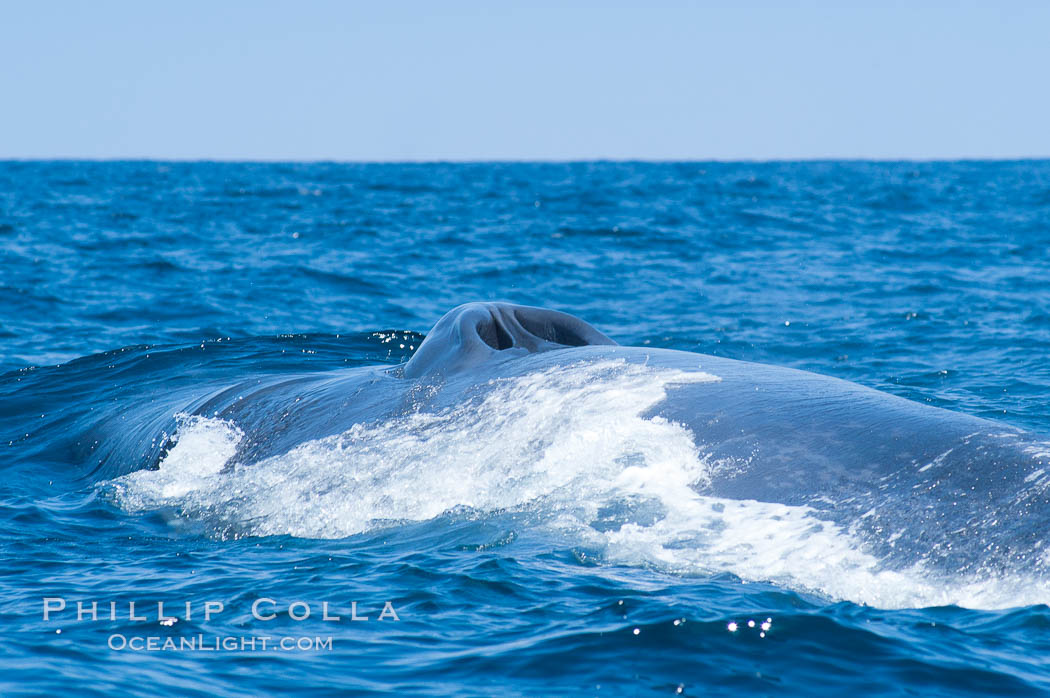 A blue whale opens its twin blowholes while breathing at the surface between dives.  The blue whale is the largest animal on earth, reaching 80 feet in length and weighing as much as 300,000 pounds.  Near Islas Coronado (Coronado Islands). Coronado Islands (Islas Coronado), Baja California, Mexico, Balaenoptera musculus, natural history stock photograph, photo id 09528