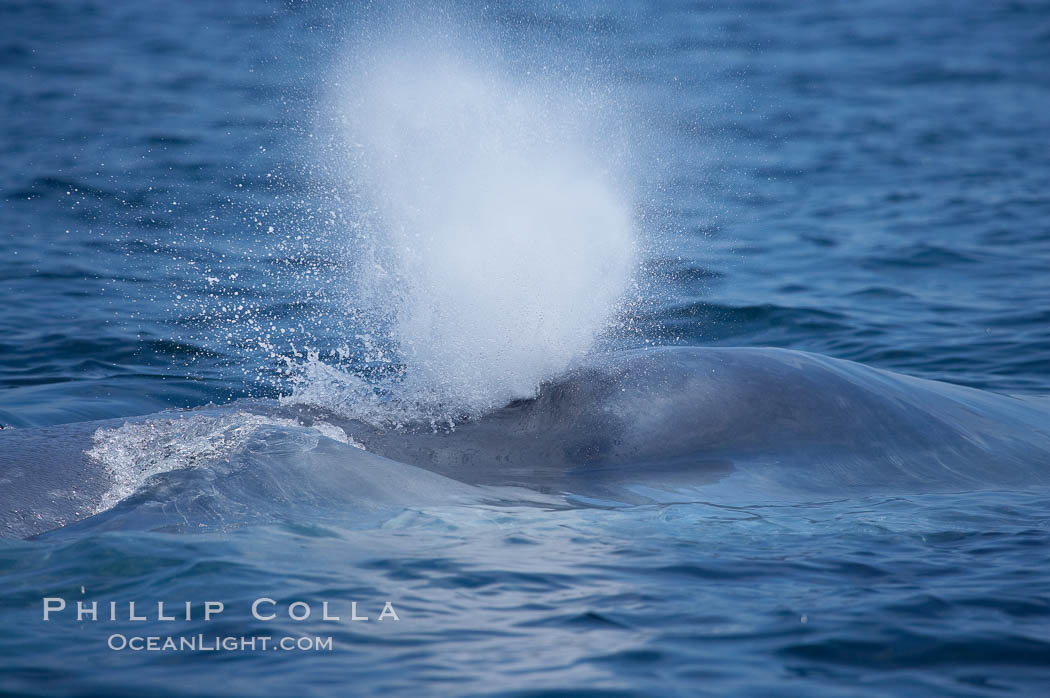 Blue whale, blows (exhales). San Diego, California, USA, Balaenoptera musculus, natural history stock photograph, photo id 16188