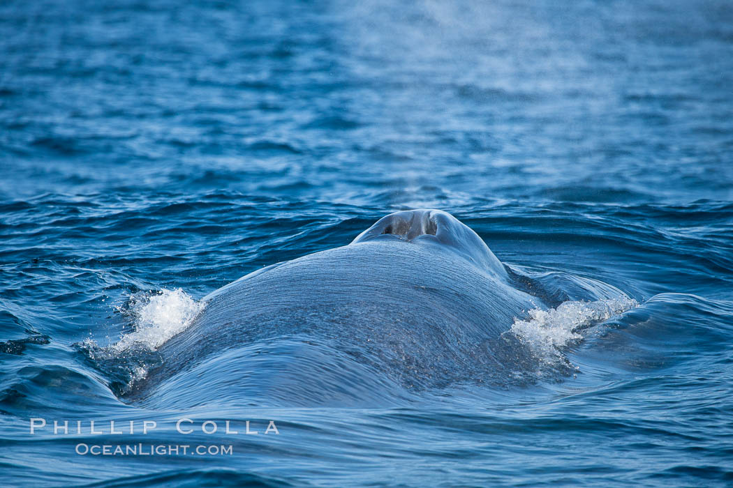 Blue whale, blowing (exhaling) between dives. San Diego, California, USA, Balaenoptera musculus, natural history stock photograph, photo id 16208