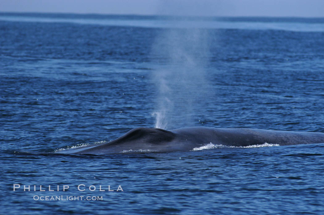 A blue whale blows (spouts) just as it surfaces after spending time at depth in search of food.  Open ocean offshore of San Diego. California, USA, Balaenoptera musculus, natural history stock photograph, photo id 07543