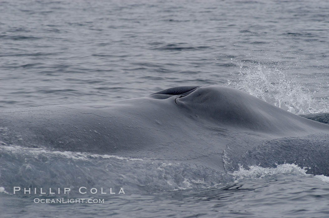 A blue whale opens its twin blowholes while breathing at the surface between dives.  The blue whale is the largest animal on earth, reaching 80 feet in length and weighing as much as 300,000 pounds.  Near Islas Coronado (Coronado Islands). Coronado Islands (Islas Coronado), Baja California, Mexico, Balaenoptera musculus, natural history stock photograph, photo id 09511