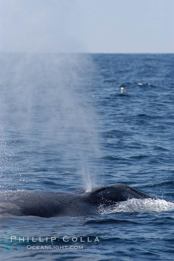 A blue whale blows (exhales, spouts) as it rests at the surface between dives.  A blue whales blow can reach 30 feet in the air and can be heard for miles.  The blue whale is the largest animal on earth, reaching 80 feet in length and weighing as much as 300,000 pounds.  South Coronado Island is in the background. Coronado Islands (Islas Coronado), Baja California, Mexico, Balaenoptera musculus, natural history stock photograph, photo id 09515