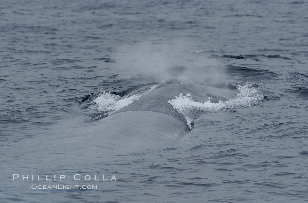 A blue whale blows (spouts) just as it surfaces after spending time at depth in search of food.  Offshore Coronado Islands. Coronado Islands (Islas Coronado), Baja California, Mexico, Balaenoptera musculus, natural history stock photograph, photo id 07113