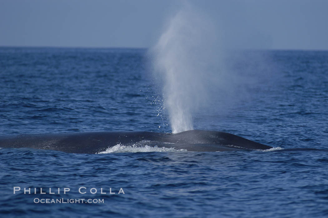 A blue whale blows (spouts) just as it surfaces after spending time at depth in search of food.  Open ocean offshore of San Diego. California, USA, Balaenoptera musculus, natural history stock photograph, photo id 07545