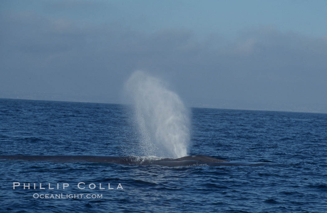 A blue whale blows (spouts) just as it surfaces after spending time at depth in search of food.  Open ocean offshore of San Diego. California, USA, Balaenoptera musculus, natural history stock photograph, photo id 07569