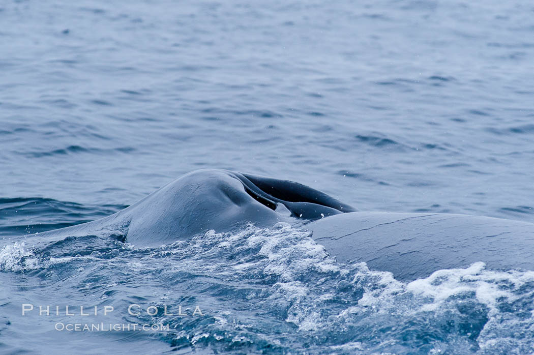 A blue whale opens its twin blowholes while breathing at the surface between dives.  The blue whale is the largest animal on earth, reaching 80 feet in length and weighing as much as 300,000 pounds.  Near Islas Coronado (Coronado Islands). Coronado Islands (Islas Coronado), Baja California, Mexico, Balaenoptera musculus, natural history stock photograph, photo id 09509