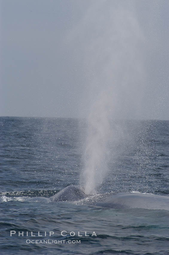 A blue whale blows (exhales, spouts) as it rests at the surface between dives.  A blue whales blow can reach 30 feet in the air and can be heard for miles.  The blue whale is the largest animal on earth, reaching 80 feet in length and weighing as much as 300,000 pounds.  South Coronado Island is in the background. Coronado Islands (Islas Coronado), Baja California, Mexico, Balaenoptera musculus, natural history stock photograph, photo id 09517