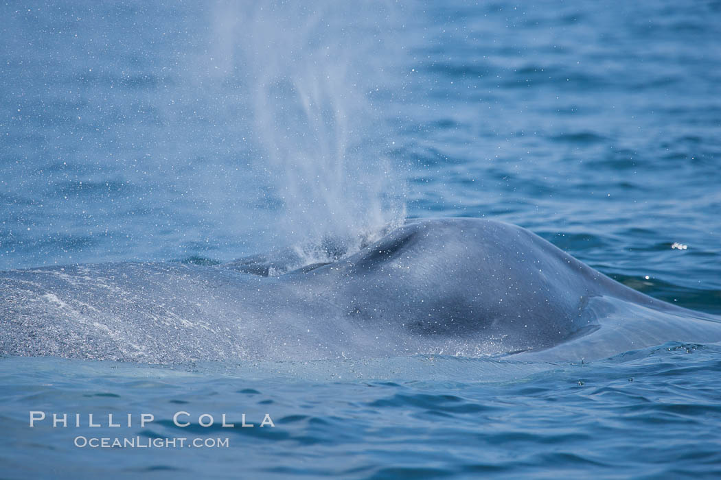 Blue whale, blows (exhales). San Diego, California, USA, Balaenoptera musculus, natural history stock photograph, photo id 16181