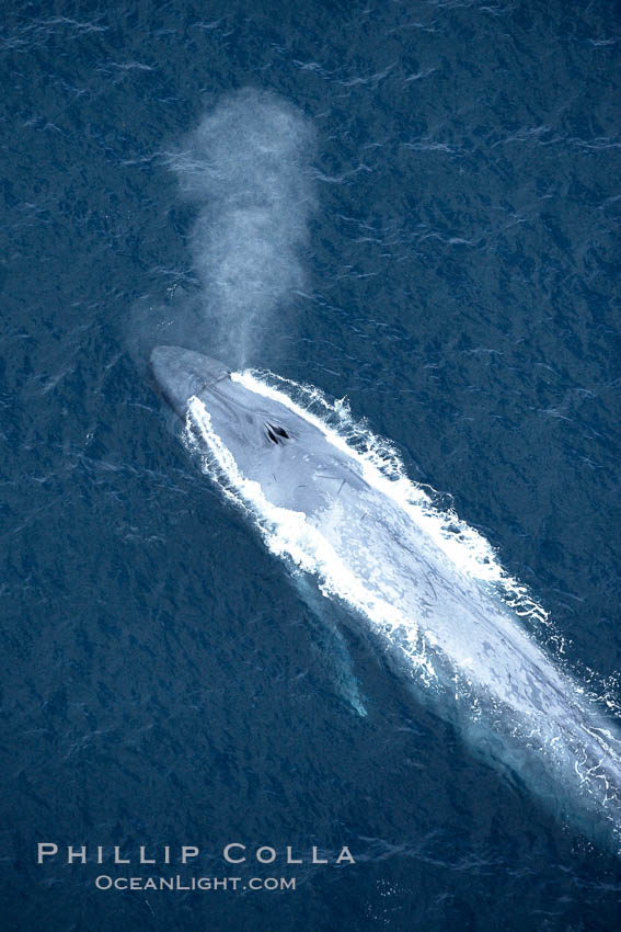 Blue whale, exhaling in a huge blow as it swims at the surface between deep dives.  The blue whale's blow is a combination of water spray from around its blowhole and condensation from its warm breath. La Jolla, California, USA, Balaenoptera musculus, natural history stock photograph, photo id 21270