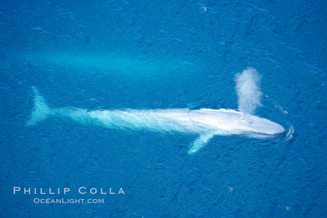 Blue whale, exhaling in a huge blow as it swims at the surface between deep dives.  The blue whale's blow is a combination of water spray from around its blowhole and condensation from its warm breath. La Jolla, California, USA, Balaenoptera musculus, natural history stock photograph, photo id 21274