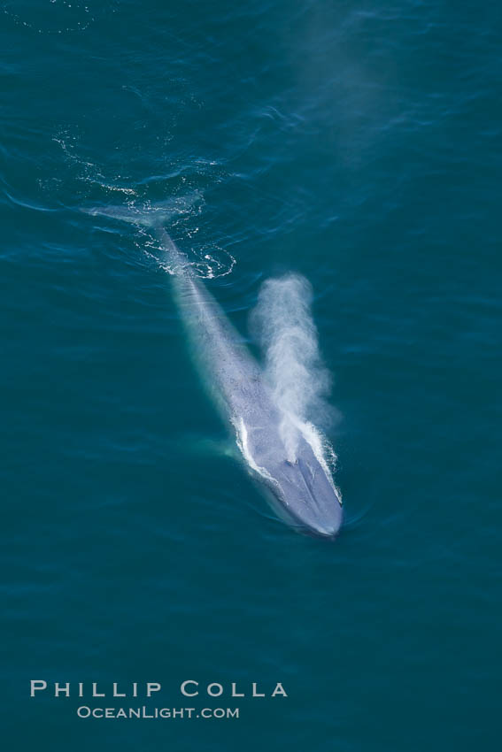 Blue whale, exhaling as it surfaces from a dive, aerial photo.  The blue whale is the largest animal ever to have lived on Earth, exceeding 100' in length and 200 tons in weight. Redondo Beach, California, USA, Balaenoptera musculus, natural history stock photograph, photo id 25958