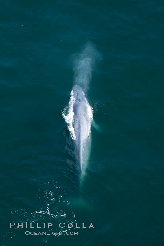 Blue whale, exhaling as it surfaces from a dive, aerial photo.  The blue whale is the largest animal ever to have lived on Earth, exceeding 100' in length and 200 tons in weight. Redondo Beach, California, USA, Balaenoptera musculus, natural history stock photograph, photo id 25970