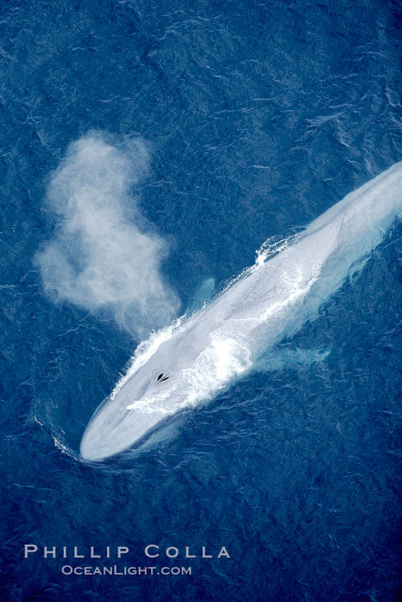 Blue whale, exhaling in a huge blow as it swims at the surface between deep dives.  The blue whale's blow is a combination of water spray from around its blowhole and condensation from its warm breath. La Jolla, California, USA, Balaenoptera musculus, natural history stock photograph, photo id 21292