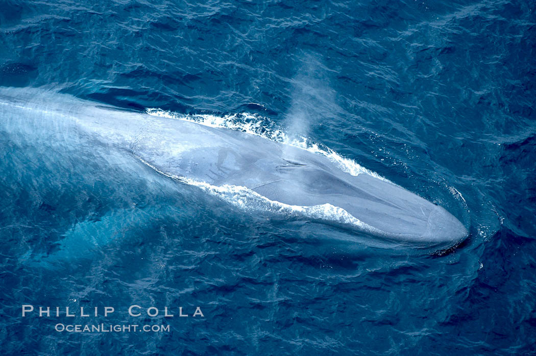 Blue whale, exhaling in a huge blow as it swims at the surface between deep dives.  The blue whale's blow is a combination of water spray from around its blowhole and condensation from its warm breath. La Jolla, California, USA, Balaenoptera musculus, natural history stock photograph, photo id 21255