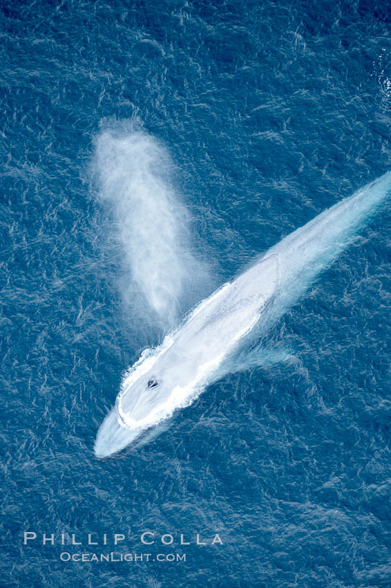 Blue whale, exhaling in a huge blow as it swims at the surface between deep dives.  The blue whale's blow is a combination of water spray from around its blowhole and condensation from its warm breath. La Jolla, California, USA, Balaenoptera musculus, natural history stock photograph, photo id 21263