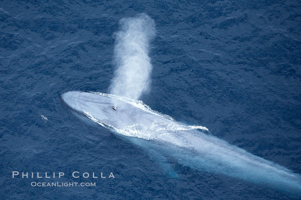 Blue whale, exhaling in a huge blow as it swims at the surface between deep dives.  The blue whale's blow is a combination of water spray from around its blowhole and condensation from its warm breath. La Jolla, California, USA, Balaenoptera musculus, natural history stock photograph, photo id 21257