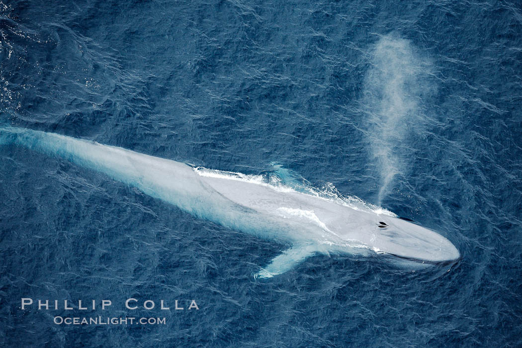 Blue whale, exhaling in a huge blow as it swims at the surface between deep dives.  The blue whale's blow is a combination of water spray from around its blowhole and condensation from its warm breath. La Jolla, California, USA, Balaenoptera musculus, natural history stock photograph, photo id 21273