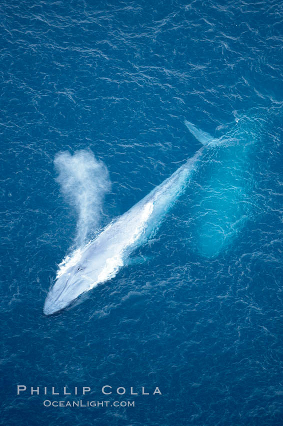 Blue whale, exhaling in a huge blow as it swims at the surface between deep dives.  The blue whale's blow is a combination of water spray from around its blowhole and condensation from its warm breath. La Jolla, California, USA, Balaenoptera musculus, natural history stock photograph, photo id 21285