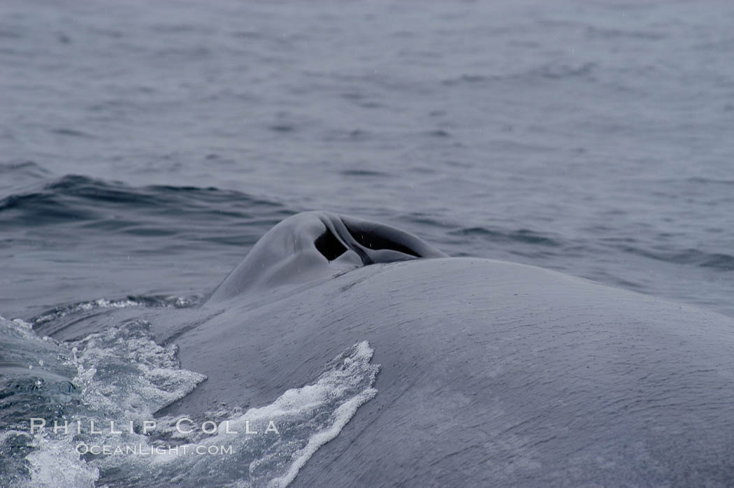 A blue whale opens its twin blowholes while breathing at the surface between dives.  The blue whale is the largest animal on earth, reaching 80 feet in length and weighing as much as 300,000 pounds.  Near Islas Coronado (Coronado Islands). Coronado Islands (Islas Coronado), Baja California, Mexico, Balaenoptera musculus, natural history stock photograph, photo id 09510