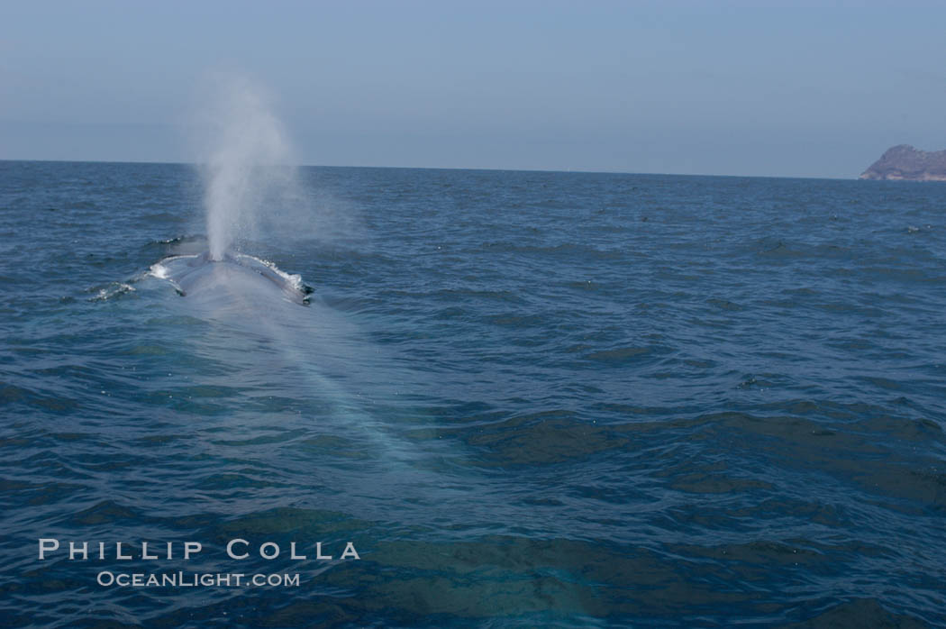A blue whale blows (exhales, spouts) as it rests at the surface between dives.  A blue whales blow can reach 30 feet in the air and can be heard for miles.  The blue whale is the largest animal on earth, reaching 80 feet in length and weighing as much as 300,000 pounds.  Near Islas Coronado (Coronado Islands). Coronado Islands (Islas Coronado), Baja California, Mexico, Balaenoptera musculus, natural history stock photograph, photo id 09518