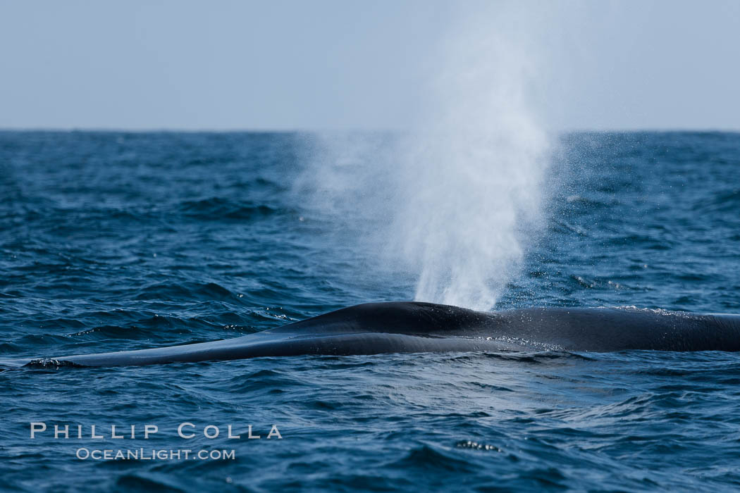 Blue whale, blowing (exhaling) between dives. San Diego, California, USA, Balaenoptera musculus, natural history stock photograph, photo id 16206