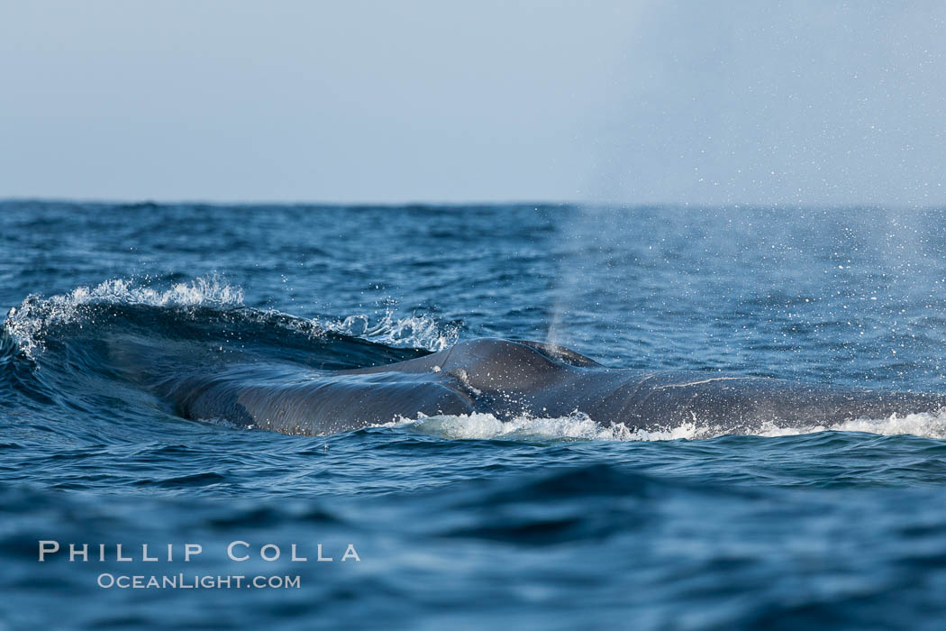 Blue whale, blowing (exhaling) between dives. San Diego, California, USA, Balaenoptera musculus, natural history stock photograph, photo id 16210