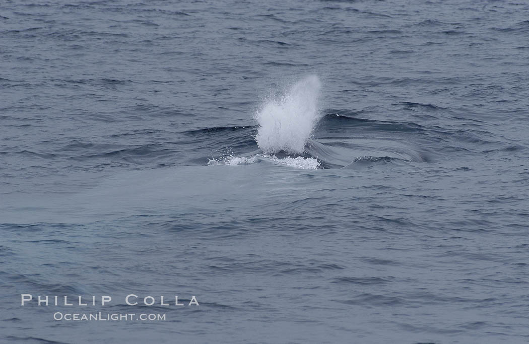 A blue whale blows (spouts) just as it surfaces after spending time at depth in search of food.  Offshore Coronado Islands. Coronado Islands (Islas Coronado), Baja California, Mexico, Balaenoptera musculus, natural history stock photograph, photo id 07112