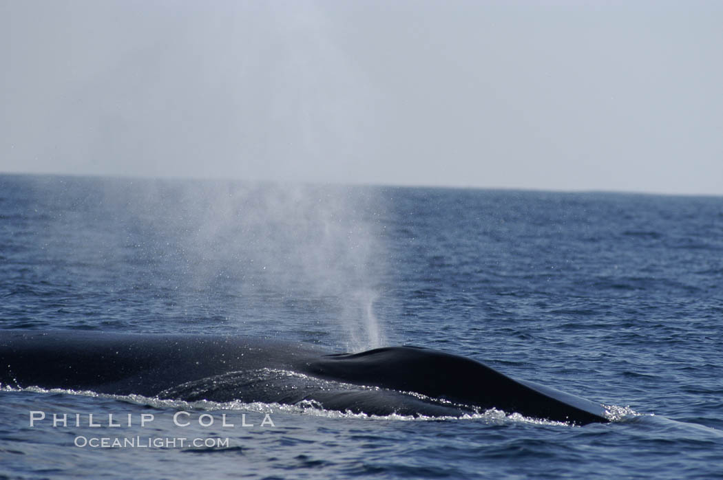 A blue whale blows (spouts) just as it surfaces after spending time at depth in search of food.  Open ocean offshore of San Diego. California, USA, Balaenoptera musculus, natural history stock photograph, photo id 07544