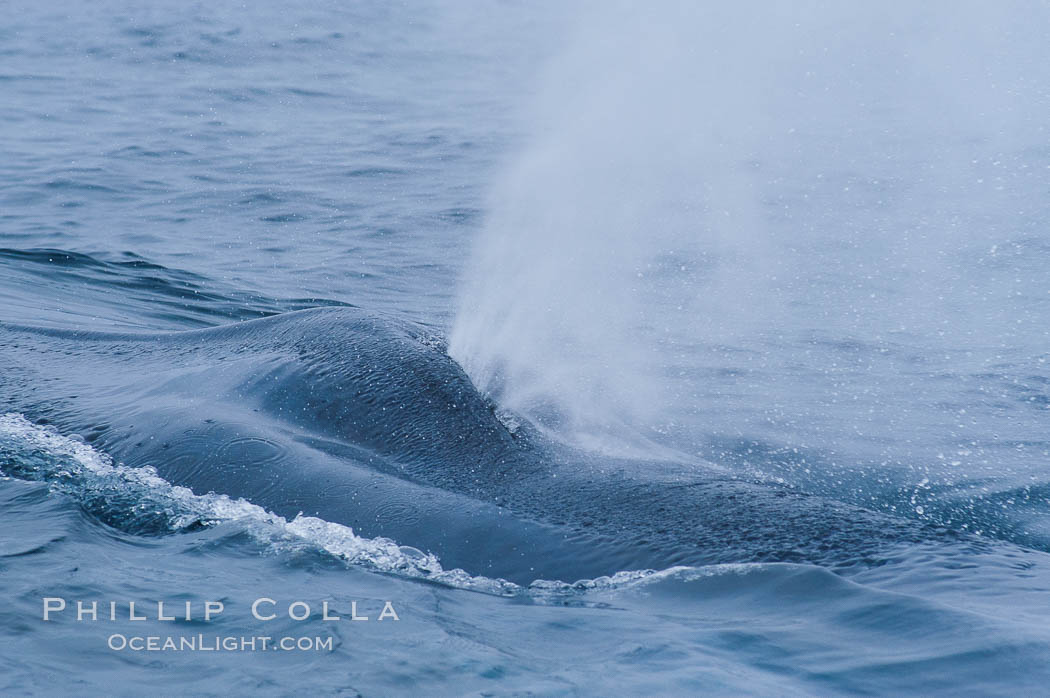 A blue whale blows (exhales, spouts) as it rests at the surface between dives.  A blue whales blow can reach 30 feet in the air and can be heard for miles.  The blue whale is the largest animal on earth, reaching 80 feet in length and weighing as much as 300,000 pounds.  Near Islas Coronado (Coronado Islands). Coronado Islands (Islas Coronado), Baja California, Mexico, Balaenoptera musculus, natural history stock photograph, photo id 09508