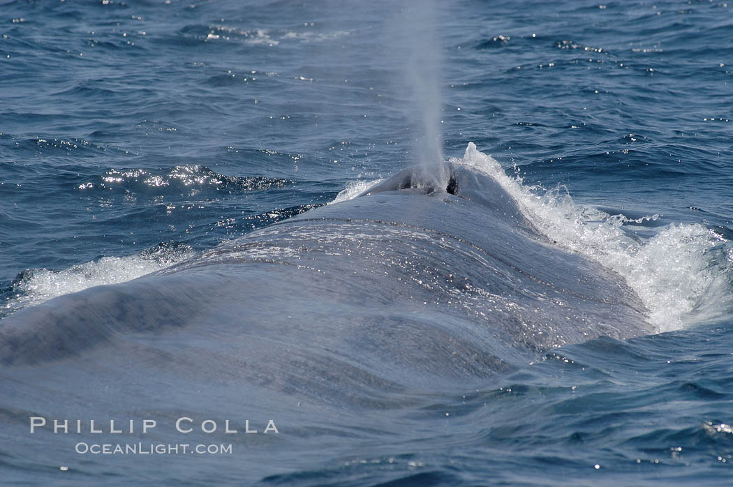A blue whale blows (exhales, spouts) as it rests at the surface between dives.  A blue whales blow can reach 30 feet in the air and can be heard for miles.  The blue whale is the largest animal on earth, reaching 80 feet in length and weighing as much as 300,000 pounds.  Near Islas Coronado (Coronado Islands). Coronado Islands (Islas Coronado), Baja California, Mexico, Balaenoptera musculus, natural history stock photograph, photo id 09512