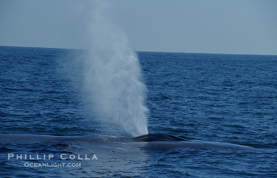 A blue whale blows (spouts) just as it surfaces after spending time at depth in search of food.  Open ocean offshore of San Diego., Balaenoptera musculus, natural history stock photograph, photo id 07563