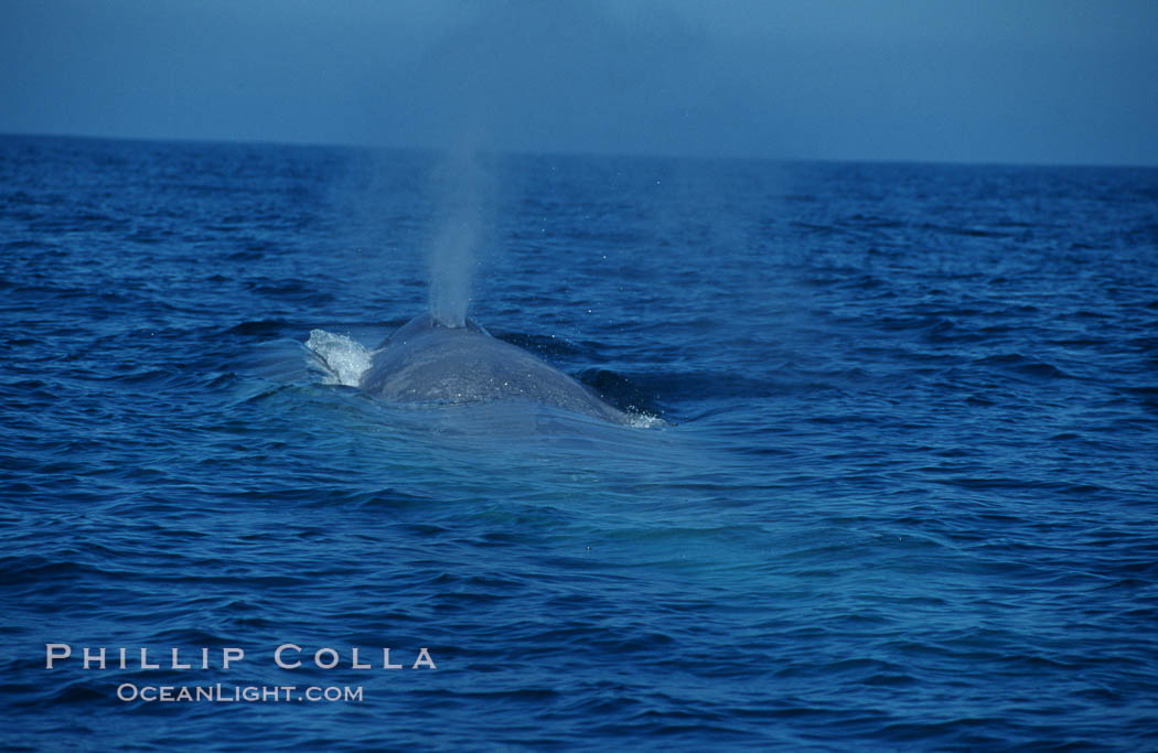 A blue whale blows (spouts) just as it surfaces after spending time at depth in search of food.  Open ocean offshore of San Diego. California, USA, Balaenoptera musculus, natural history stock photograph, photo id 07567