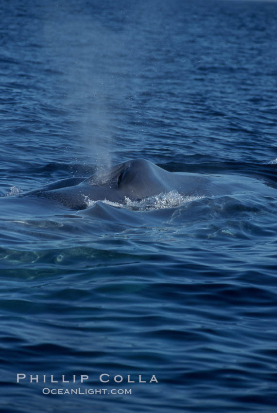 A blue whale blows (spouts) just as it surfaces after spending time at depth in search of food.  Open ocean offshore of San Diego. California, USA, Balaenoptera musculus, natural history stock photograph, photo id 07571