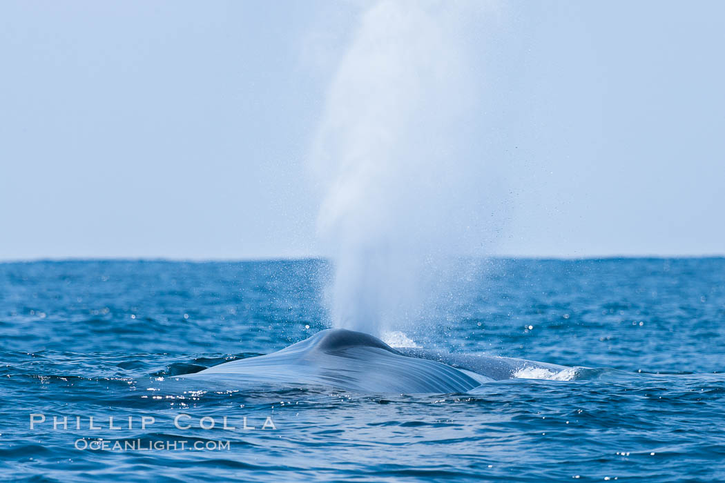 Blue whale, blows (exhales). San Diego, California, USA, Balaenoptera musculus, natural history stock photograph, photo id 16195