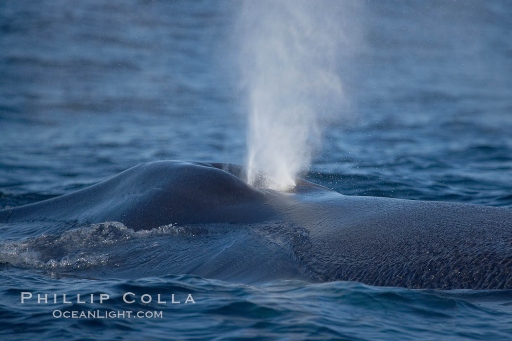 Blue whale, blowing (exhaling) between dives. San Diego, California, USA, Balaenoptera musculus, natural history stock photograph, photo id 16203